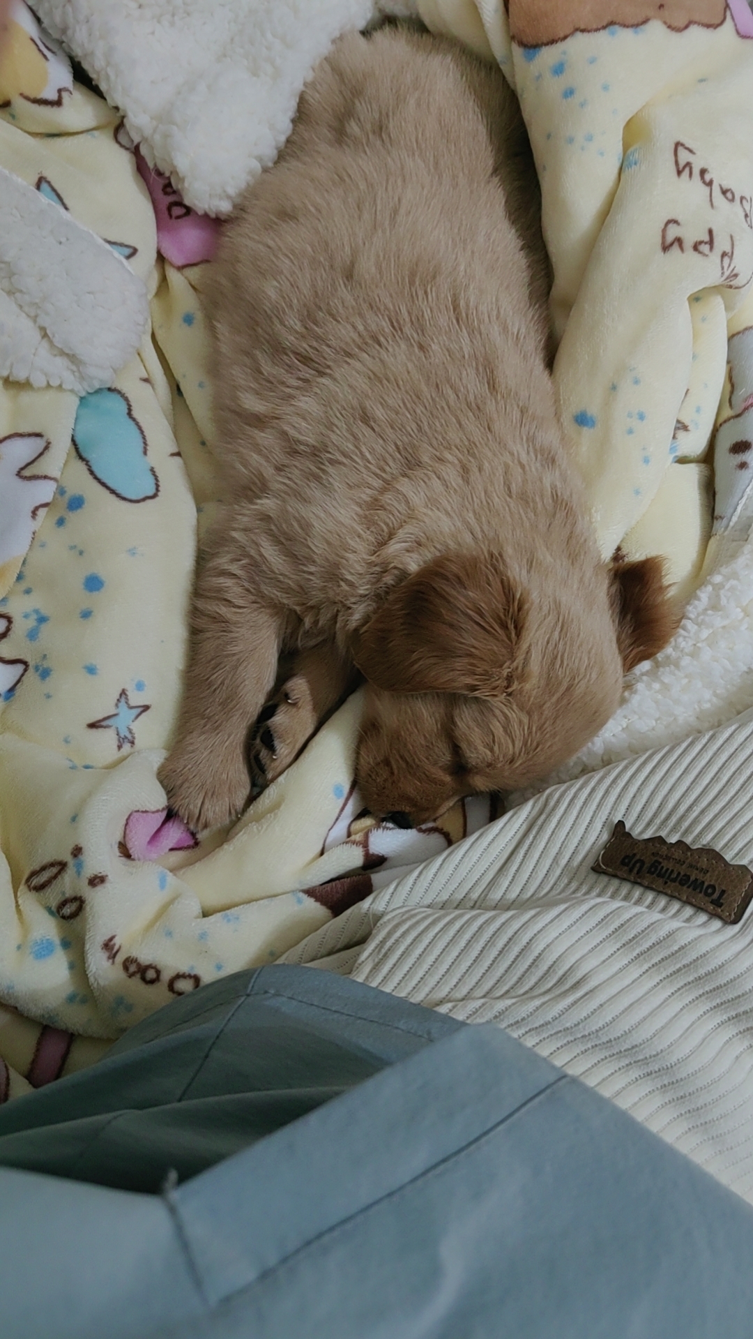 大骨架暖男小金毛